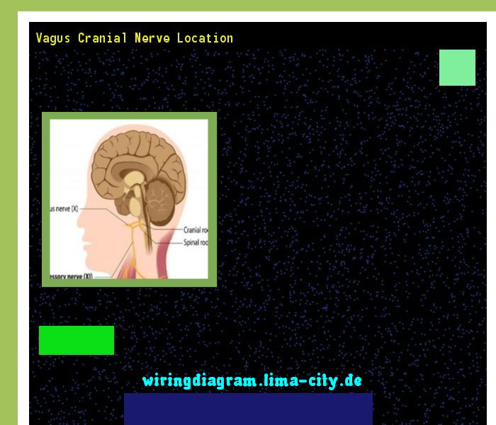 Vagus Cranial Nerve Location